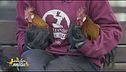 Rocky e Balboa, due splendidi galli che cercano casa