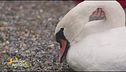 Il cigno Maestosa torna in libertà dopo essere stata soccorsa