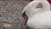Il cigno Maestosa torna in libertà dopo essere stata soccorsa