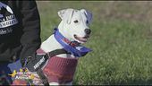 Lucky, nato in canile, aspetta la sua famiglia