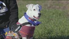 Lucky, nato in canile, aspetta la sua famiglia