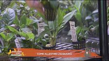 Come allestire un acquario