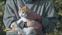 Il gatto Figaro, curato dopo un investimento, cerca casa