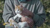 Il gatto Figaro, curato dopo un investimento, cerca casa