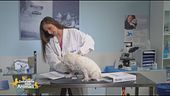 La nutrizione dei nostri pet: come aiutare il rinfoltimento del pelo