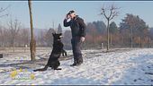Il centro cinofilo dei carabinieri