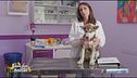 La giusta alimentazione nel cane con problemi articolare