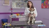 La giusta alimentazione nel cane con problemi articolare
