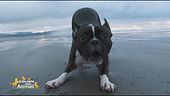 Impariamo divertendoci - il cane che abbaia troppo