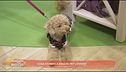 Cosa significa essere pet lovers?