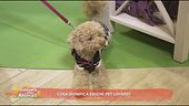 Cosa significa essere pet lovers?