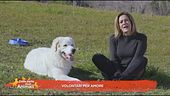 Volontari per amore