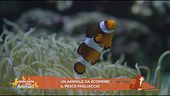 Il pesce pagliaccio