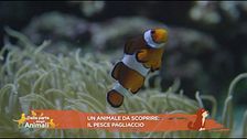 Il pesce pagliaccio