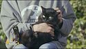Dixie, un gattone di due anni