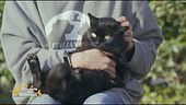Dixie, un gattone di due anni