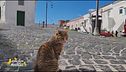 Procida, l'isola dei gatti