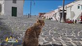 Procida, l'isola dei gatti