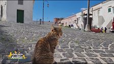 Procida, l'isola dei gatti