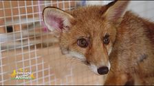 Stella ci porta a conoscere le volpi salvate dal CRAS - Stella del nord