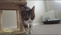 La piccola Bea, una gattina molto socievole