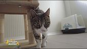 La piccola Bea, una gattina molto socievole