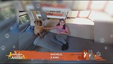 Perchè ai cani piace tanto salire sul divano?