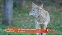 Un animale da scoprire: il coyote