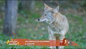 Un animale da scoprire: il coyote