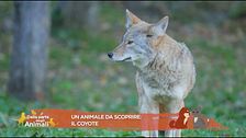 Un animale da scoprire: il coyote