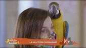 La salute del pappagallo