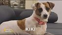 E' stata smarrita Kiki