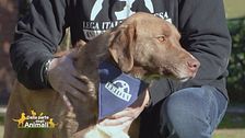 Balto, un affettuoso cucciolo