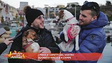 Pregi e difetti del vostro 4 zampe