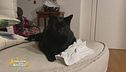 Milly, l'amica di Gene Gnocchi