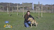 Volontari per amore