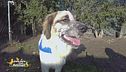 Maciste, un cagnolone timido