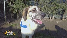 Maciste, un cagnolone timido