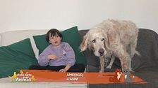 La domanda di Amerigo, 4 anni