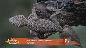 Un animale da scoprire: il geco
