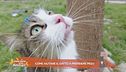Come aiutare il gatto a prendere peso