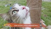 Come aiutare il gatto a prendere peso