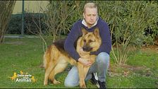 Rex in cerca di una casa