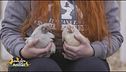 Islanda e Giamaica, due gallinelle in cerca di una famiglia
