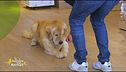 Come e quando va premiato il cane?