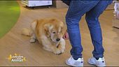 Come e quando va premiato il cane?