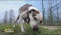 La dermatite nel cane, come curarla attraverso la nutrizione