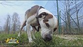 La dermatite nel cane, come curarla attraverso la nutrizione