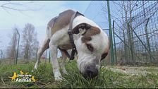 La dermatite nel cane, come curarla attraverso la nutrizione