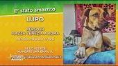 L'appello per Lupo, disperso a Roma
